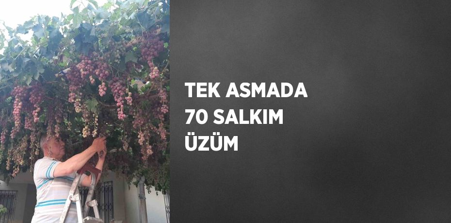 TEK ASMADA 70 SALKIM ÜZÜM