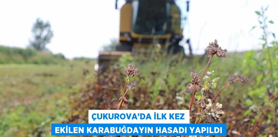 ÇUKUROVA’DA İLK KEZ EKİLEN KARABUĞDAYIN HASADI YAPILDI