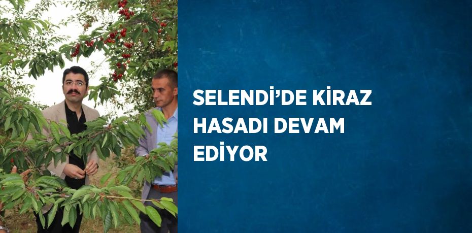 SELENDİ’DE KİRAZ HASADI DEVAM EDİYOR