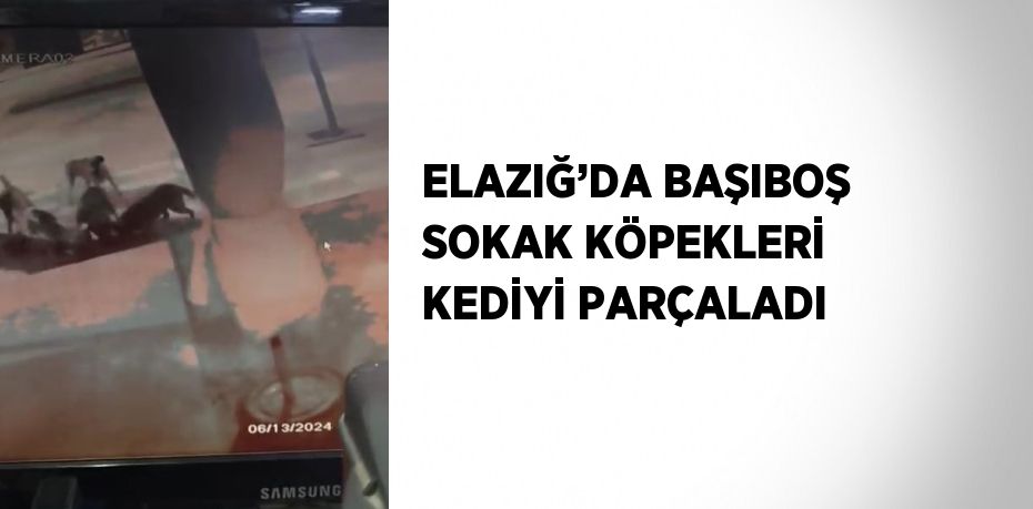 ELAZIĞ’DA BAŞIBOŞ SOKAK KÖPEKLERİ KEDİYİ PARÇALADI