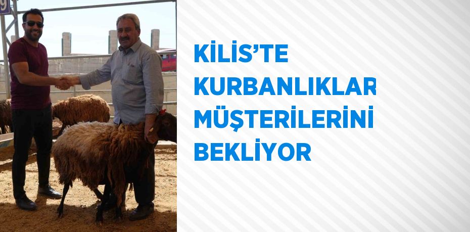 KİLİS’TE KURBANLIKLAR MÜŞTERİLERİNİ BEKLİYOR