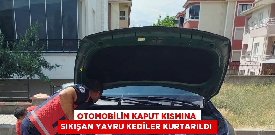 OTOMOBİLİN KAPUT KISMINA SIKIŞAN YAVRU KEDİLER KURTARILDI