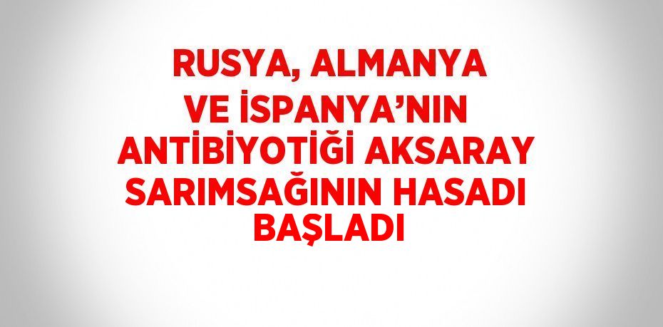 RUSYA, ALMANYA VE İSPANYA’NIN ANTİBİYOTİĞİ AKSARAY SARIMSAĞININ HASADI BAŞLADI