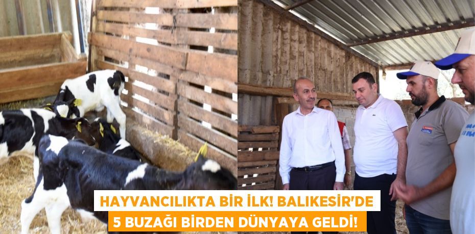 Hayvancılıkta Bir İlk! Balıkesir'de 5 Buzağı Birden Dünyaya Geldi!