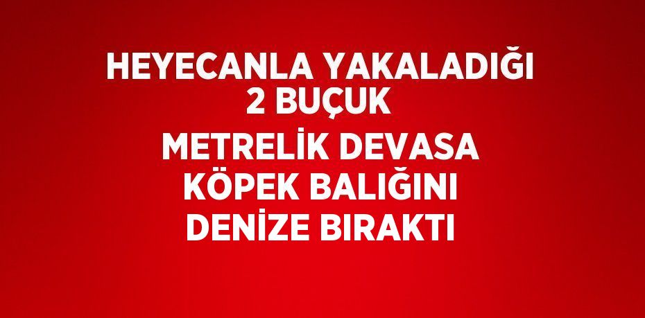 HEYECANLA YAKALADIĞI 2 BUÇUK METRELİK DEVASA KÖPEK BALIĞINI DENİZE BIRAKTI