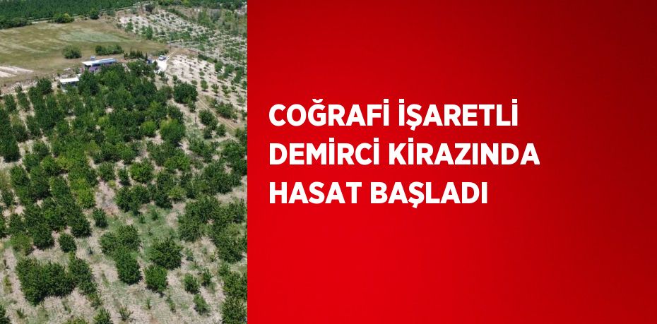 COĞRAFİ İŞARETLİ DEMİRCİ KİRAZINDA HASAT BAŞLADI