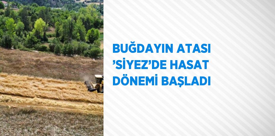 BUĞDAYIN ATASI ’SİYEZ’DE HASAT DÖNEMİ BAŞLADI