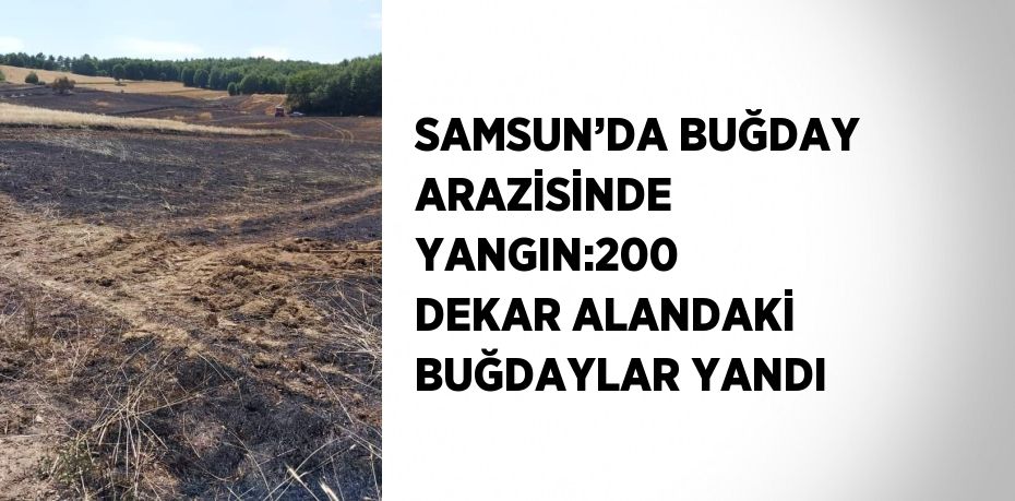 SAMSUN’DA BUĞDAY ARAZİSİNDE YANGIN:200 DEKAR ALANDAKİ BUĞDAYLAR YANDI