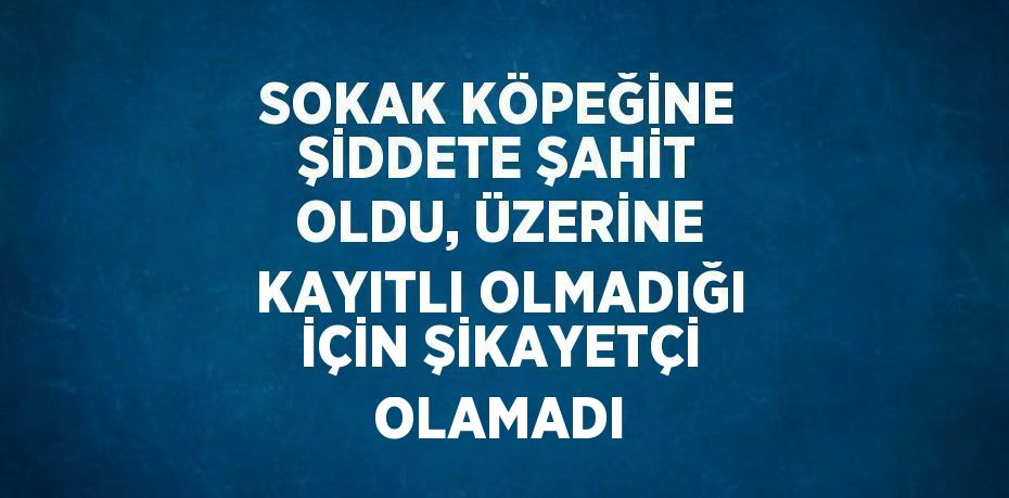 SOKAK KÖPEĞİNE ŞİDDETE ŞAHİT OLDU, ÜZERİNE KAYITLI OLMADIĞI İÇİN ŞİKAYETÇİ OLAMADI