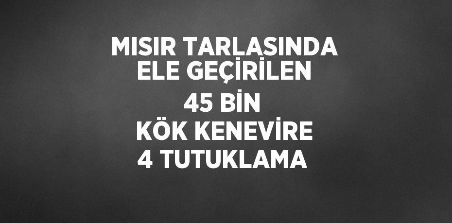 MISIR TARLASINDA ELE GEÇİRİLEN 45 BİN KÖK KENEVİRE 4 TUTUKLAMA