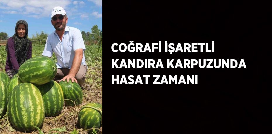 COĞRAFİ İŞARETLİ KANDIRA KARPUZUNDA HASAT ZAMANI