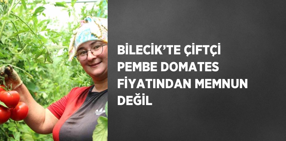 BİLECİK’TE ÇİFTÇİ PEMBE DOMATES FİYATINDAN MEMNUN DEĞİL