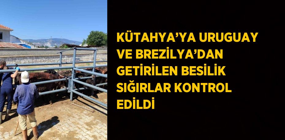 KÜTAHYA’YA URUGUAY VE BREZİLYA’DAN GETİRİLEN BESİLİK SIĞIRLAR KONTROL EDİLDİ