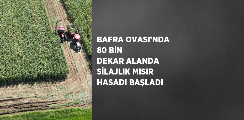 BAFRA OVASI’NDA 80 BİN DEKAR ALANDA SİLAJLIK MISIR HASADI BAŞLADI