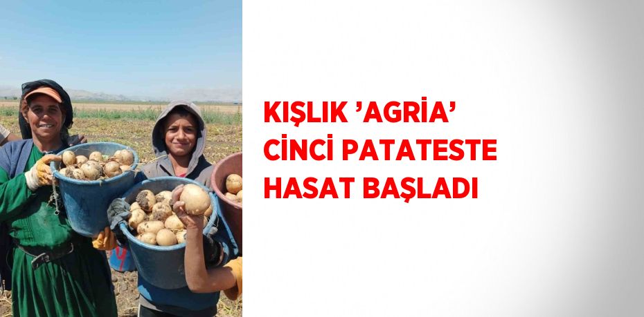 KIŞLIK ’AGRİA’ CİNCİ PATATESTE HASAT BAŞLADI