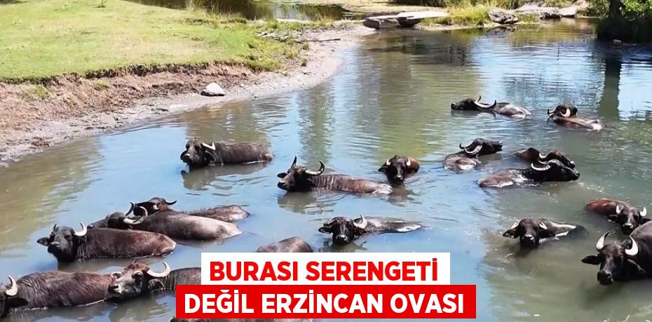 BURASI SERENGETİ DEĞİL ERZİNCAN OVASI