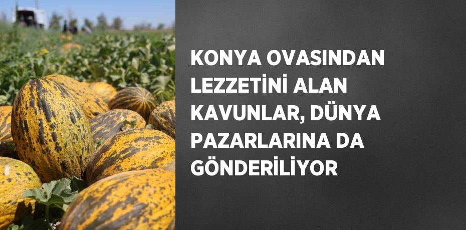 KONYA OVASINDAN LEZZETİNİ ALAN KAVUNLAR, DÜNYA PAZARLARINA DA GÖNDERİLİYOR