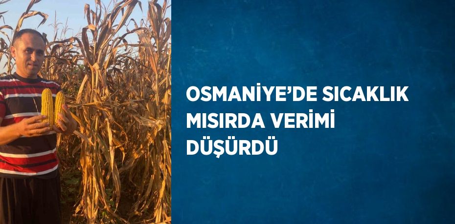 OSMANİYE’DE SICAKLIK MISIRDA VERİMİ DÜŞÜRDÜ