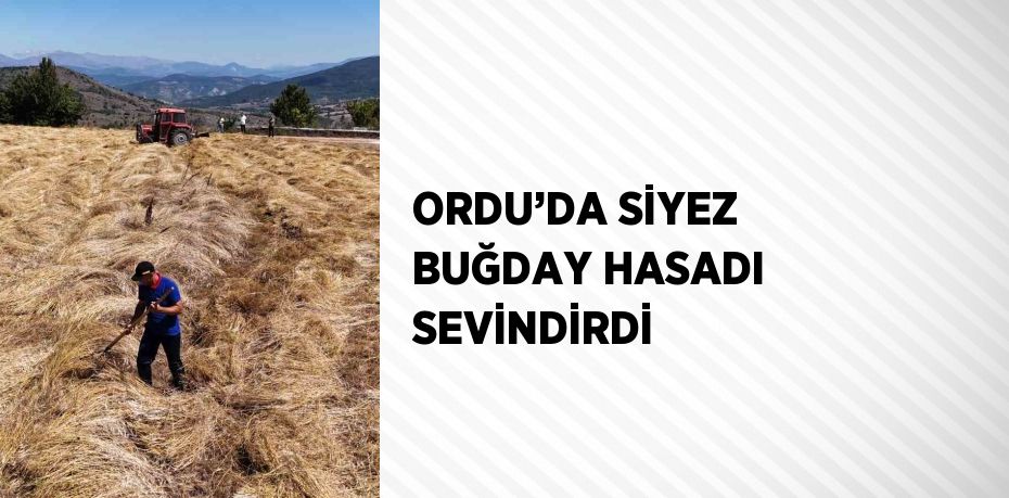 ORDU’DA SİYEZ BUĞDAY HASADI SEVİNDİRDİ