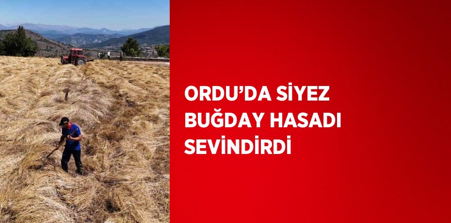 ORDU’DA SİYEZ BUĞDAY HASADI SEVİNDİRDİ