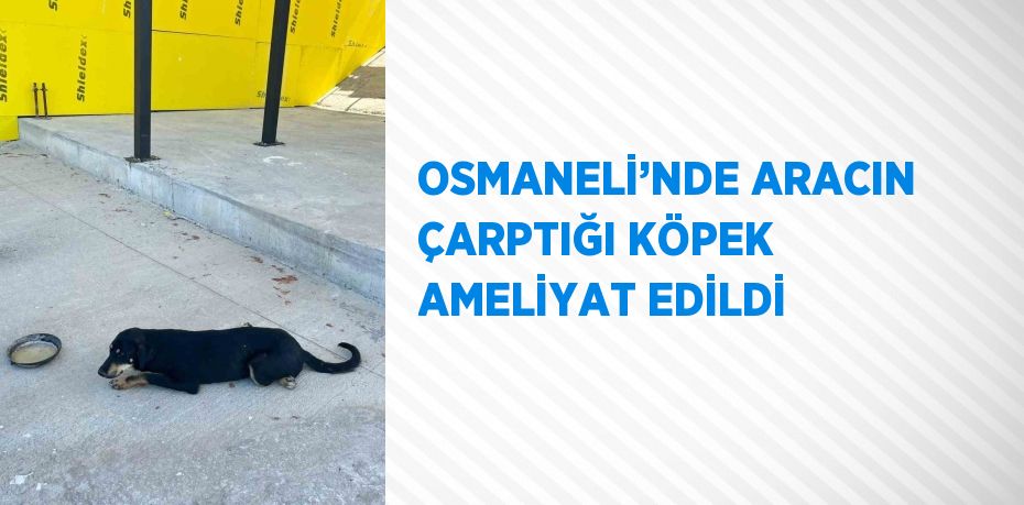 OSMANELİ’NDE ARACIN ÇARPTIĞI KÖPEK AMELİYAT EDİLDİ