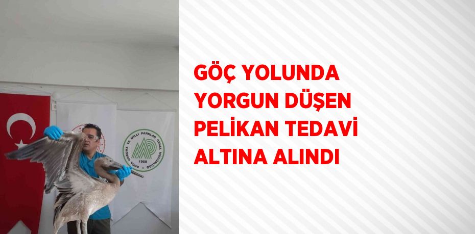 GÖÇ YOLUNDA YORGUN DÜŞEN PELİKAN TEDAVİ ALTINA ALINDI