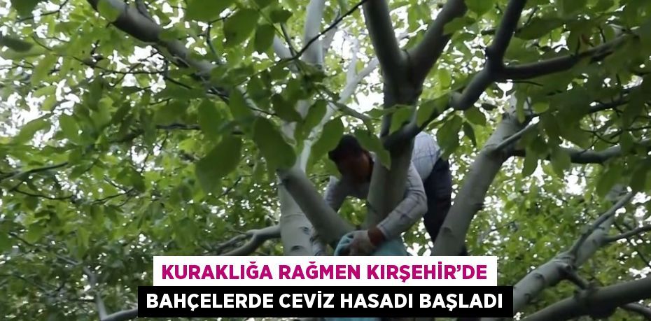 KURAKLIĞA RAĞMEN KIRŞEHİR’DE BAHÇELERDE CEVİZ HASADI BAŞLADI