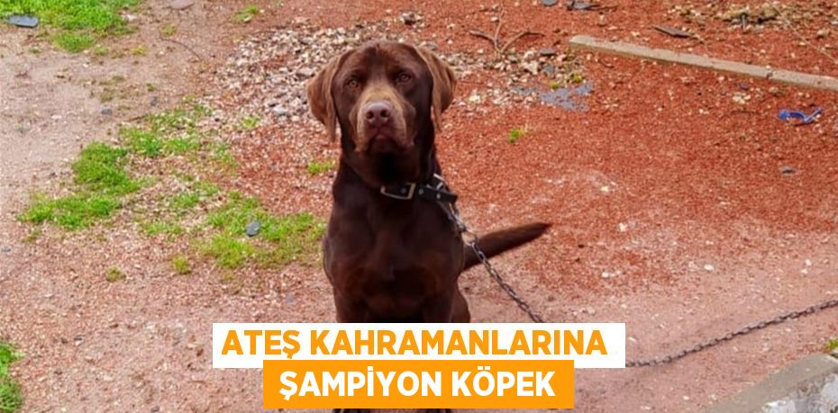 ATEŞ KAHRAMANLARINA  ŞAMPİYON KÖPEK