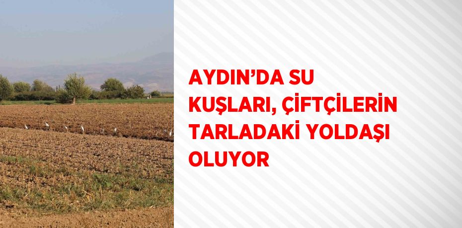 AYDIN’DA SU KUŞLARI, ÇİFTÇİLERİN TARLADAKİ YOLDAŞI OLUYOR