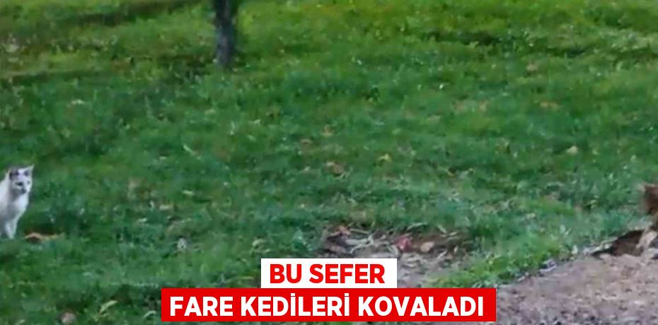 BU SEFER FARE KEDİLERİ KOVALADI