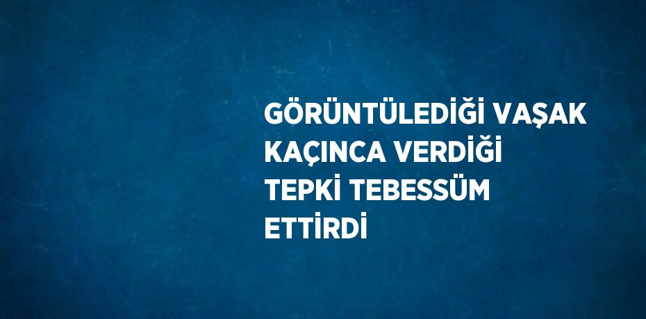 GÖRÜNTÜLEDİĞİ VAŞAK KAÇINCA VERDİĞİ TEPKİ TEBESSÜM ETTİRDİ