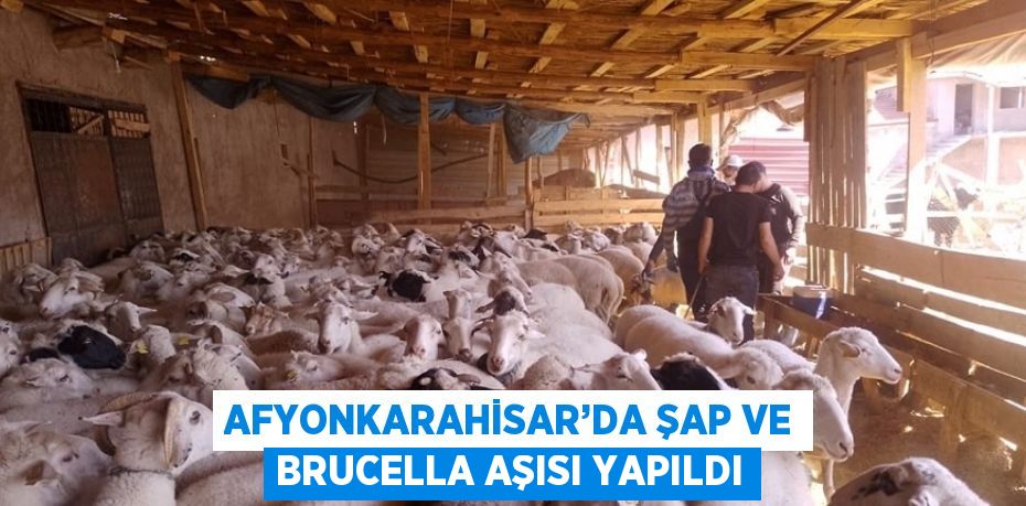 AFYONKARAHİSAR’DA ŞAP VE BRUCELLA AŞISI YAPILDI