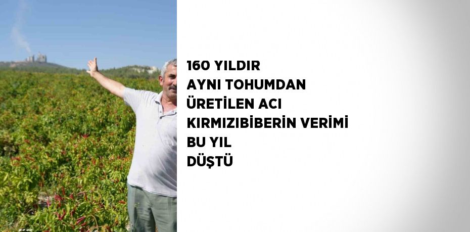 160 YILDIR AYNI TOHUMDAN ÜRETİLEN ACI KIRMIZIBİBERİN VERİMİ BU YIL DÜŞTÜ