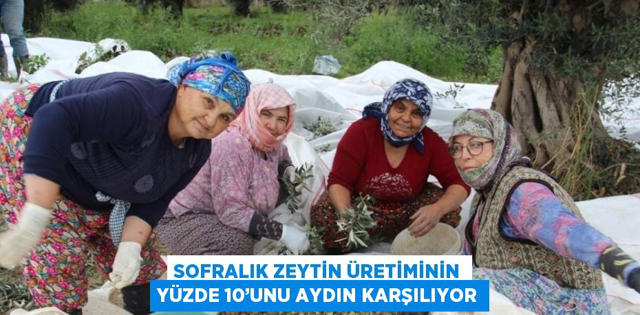 SOFRALIK ZEYTİN ÜRETİMİNİN YÜZDE 10’UNU AYDIN KARŞILIYOR