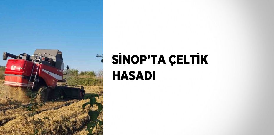 SİNOP’TA ÇELTİK HASADI