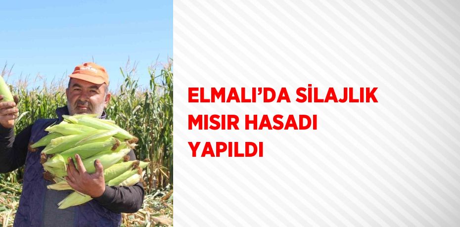 ELMALI’DA SİLAJLIK MISIR HASADI YAPILDI