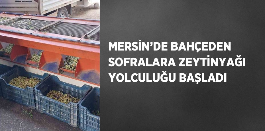 MERSİN’DE BAHÇEDEN SOFRALARA ZEYTİNYAĞI YOLCULUĞU BAŞLADI