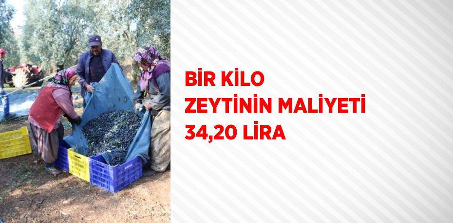 BİR KİLO ZEYTİNİN MALİYETİ 34,20 LİRA