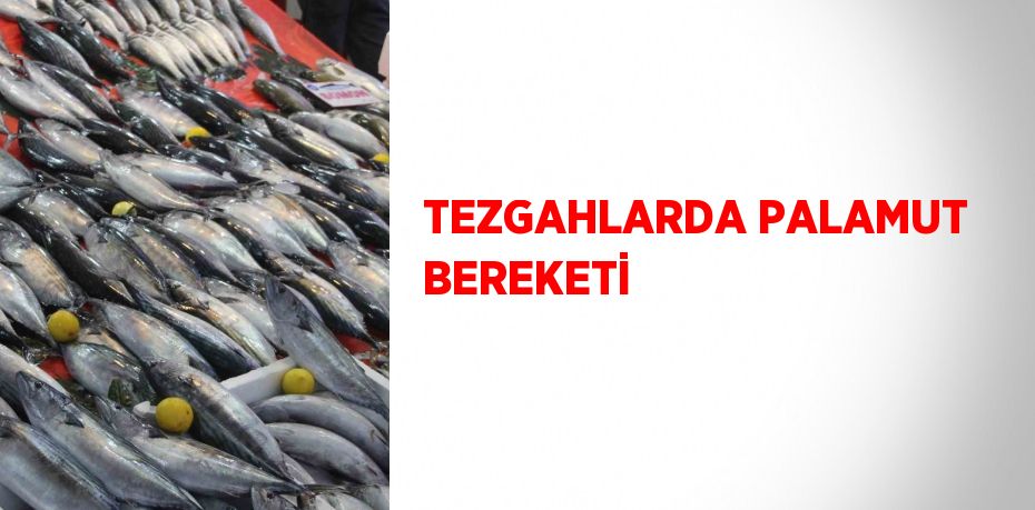 TEZGAHLARDA PALAMUT BEREKETİ