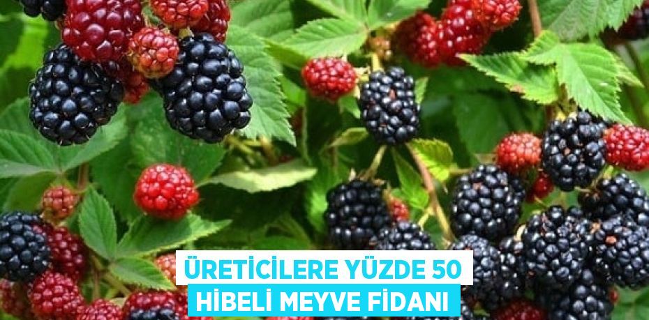 ÜRETİCİLERE YÜZDE 50 HİBELİ MEYVE FİDANI