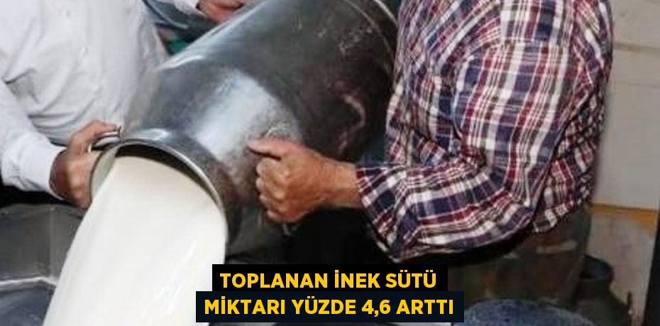 TOPLANAN İNEK SÜTÜ MİKTARI YÜZDE 4,6 ARTTI