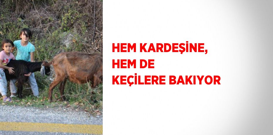 HEM KARDEŞİNE, HEM DE KEÇİLERE BAKIYOR