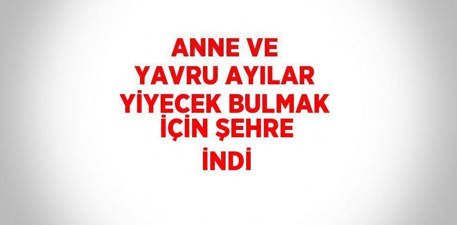 ANNE VE YAVRU AYILAR YİYECEK BULMAK İÇİN ŞEHRE İNDİ