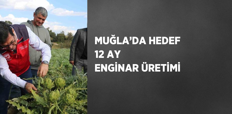 MUĞLA’DA HEDEF 12 AY ENGİNAR ÜRETİMİ