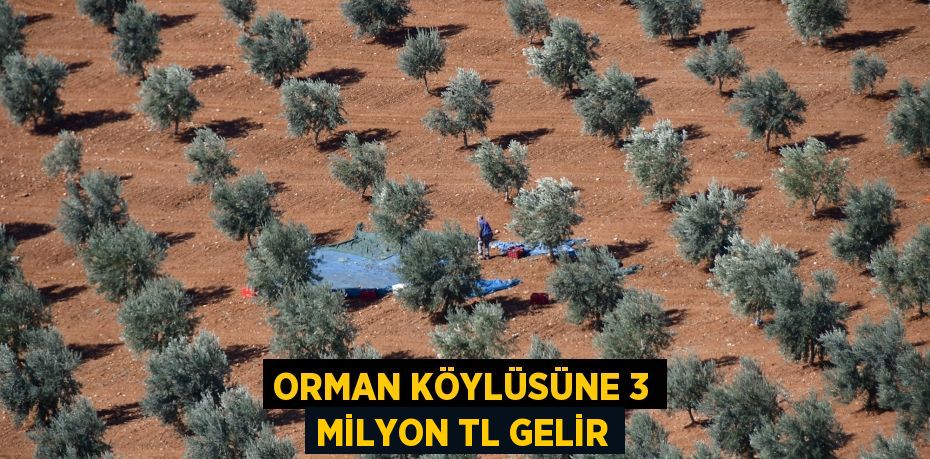 ORMAN KÖYLÜSÜNE 3 MİLYON TL GELİR