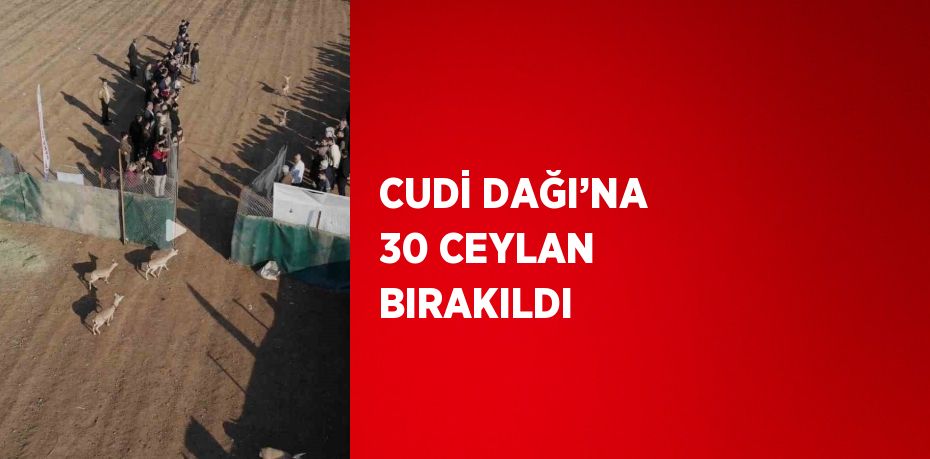 CUDİ DAĞI’NA 30 CEYLAN BIRAKILDI