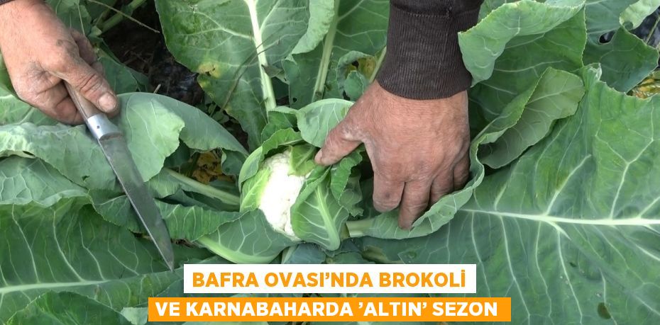 BAFRA OVASI’NDA BROKOLİ VE KARNABAHARDA ’ALTIN’ SEZON