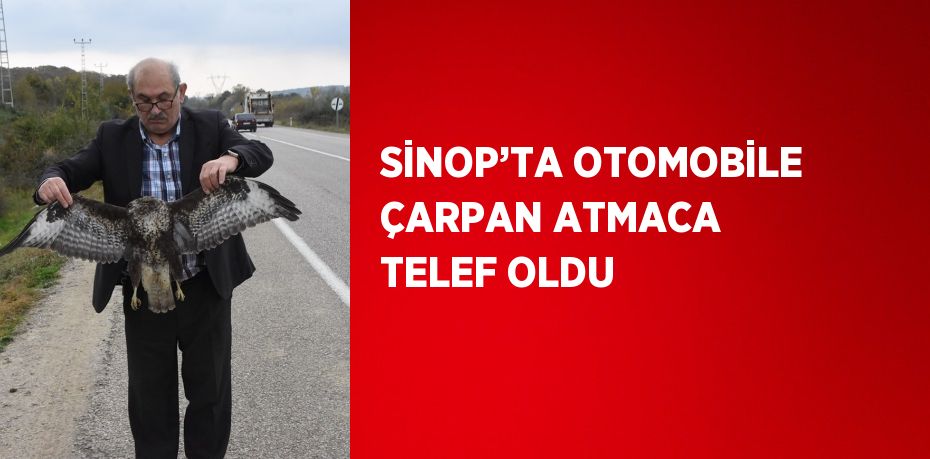 SİNOP’TA OTOMOBİLE ÇARPAN ATMACA TELEF OLDU