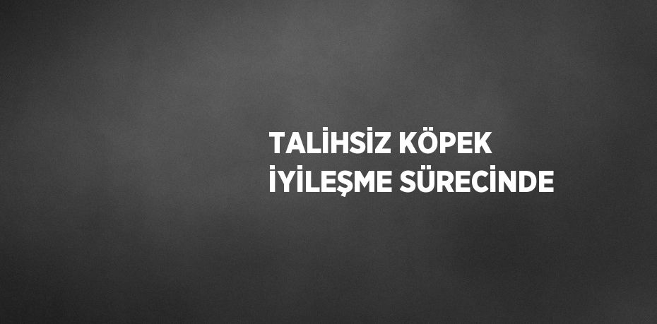 TALİHSİZ KÖPEK İYİLEŞME SÜRECİNDE