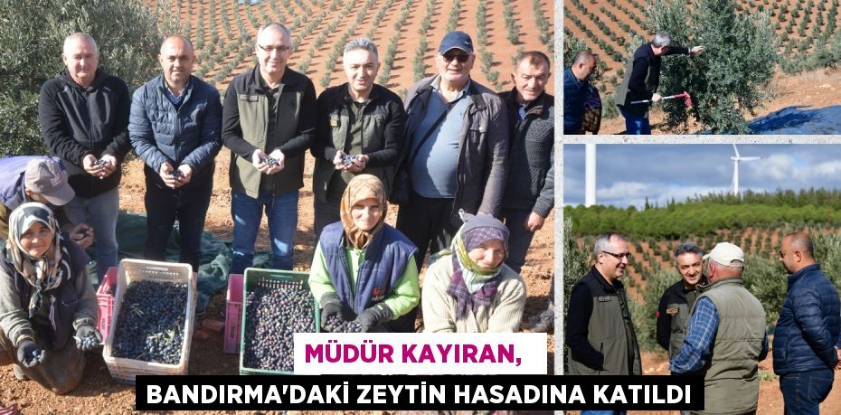 MÜDÜR KAYIRAN,   BANDIRMA’DAKİ ZEYTİN HASADINA KATILDI